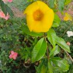 Allamanda cathartica 葉