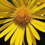 Doronicum columnae Blomst