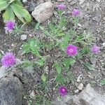 Centaurea pullata 形态