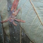 Erythrochiton brasiliensis Arall