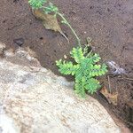 Coronilla viminalis Hoja