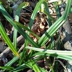 Carex colchica Blad