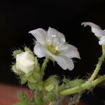 Pholistoma membranaceum Květ