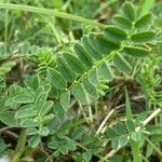 Astragalus alpinus Leaf