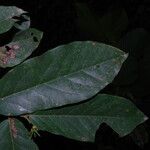 Monanthotaxis laurentii Leaf