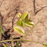 Combretum coccineum Frucht