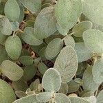 Salvia officinalis Lapas
