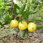 Ximenia americana Fruit