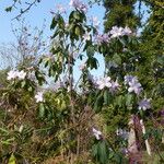 Rhododendron moulmainense Hábito