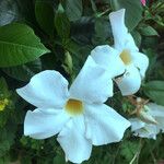 Mandevilla laxa 花