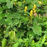 Senna alata Hábito