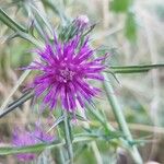 Notobasis syriaca Flower