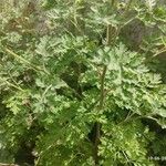 Tanacetum cinerariifolium Hoja