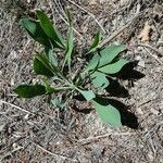 Bupleurum rigidum Leaf