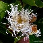 Arillastrum gummiferum Blüte
