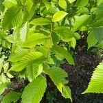 Ulmus rubra Leaf