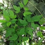 Clematis ligusticifolia عادت داشتن