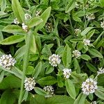 Spermacoce verticillata फूल