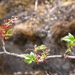 Ribes glaciale