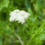 Oenanthe sarmentosa Flower