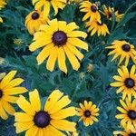 Rudbeckia fulgidaŽiedas