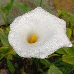 Zantedeschia aethiopica Flower