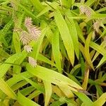 Chasmanthium latifolium Blatt