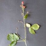 Rubus bertramii Blomma