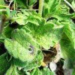 Scabiosa cinerea Листок