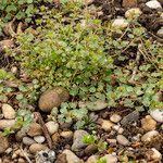 Veronica hederifolia Çiçek