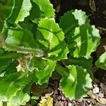 Saxifraga hirsuta Hoja