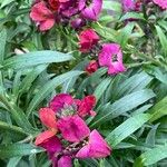 Erysimum × cheiri Frunză