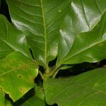 Magnolia gloriensis List