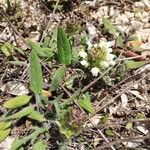 Prunella laciniata Libunga