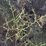 Genista fasselata Jani
