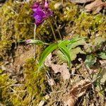 Lathyrus vernus Çiçek