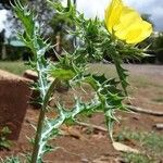 Argemone ochroleuca Blüte