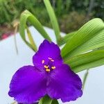 Tradescantia × andersoniana Flower