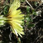 Crepis albida Λουλούδι