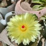 Parodia ottonis Flower