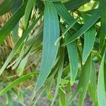 Acacia auriculiformis Blad