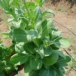 Brassica oleracea Blad