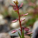 Lepidium nitidum Hàbitat