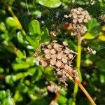 Ceanothus thyrsiflorus फल