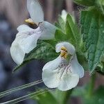 Stachys spinulosa Žiedas