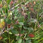 Cotoneaster uniflorus Blüte