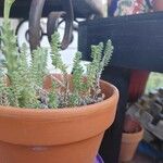 Sedum diffusum Delienn