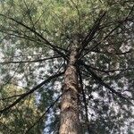 Pinus taeda Hábito