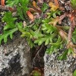 Leucanthemopsis alpina 葉