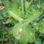 Brassica fruticulosa Leaf